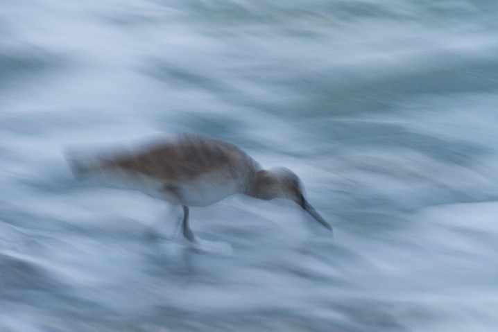 Schlammtreter Catoptrophorus semipalmatus Willet